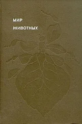 Игорь Акимушкин - Мир животных. Насекомые. Пауки