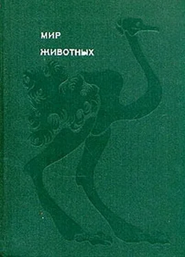 Игорь Акимушкин Мир животных. Том 3. Птицы обложка книги