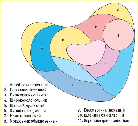 Примеры композиций из лекарственных растений Плоды Листья - фото 100