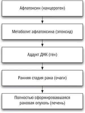 Рис 51Линейная модель запуска рака афлатоксином Мои лабораторные - фото 11