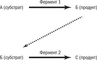Рис 74Простая ферментативная реакция Ферменты могут работать с разной силой - фото 16