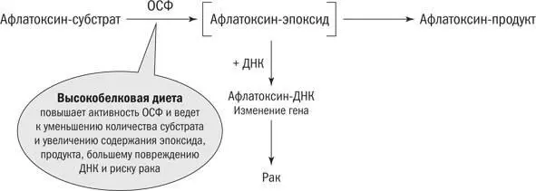 Рис 78Окончательный вариант модели преобразования афлатоксина ОСФ Хотя мы - фото 20