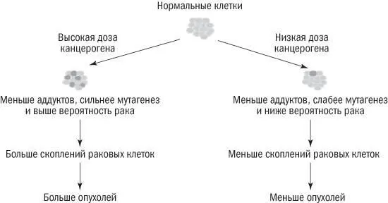 Рис 91Традиционная объяснительная модель развития рака Действие канцерогена - фото 25