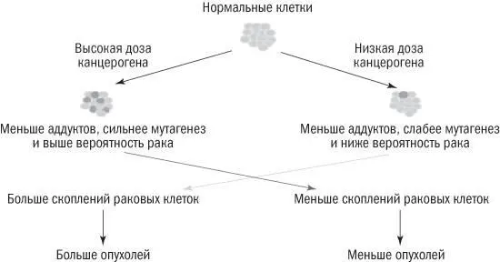Рис 92Пересмотренная объяснительная модель развития рака Обращение роста - фото 26