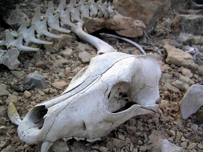 Рис 42 Как в рудный суп древнего металлурга попали кости домашних - фото 42