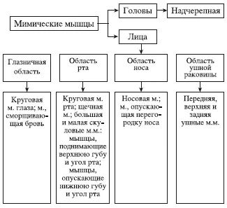 Схема 2Классификация мимических мышц Схема 3Систематизация мышц по - фото 12