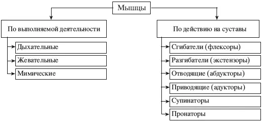Схема 3Систематизация мышц по функциональному признаку и по выполняемой ими - фото 13
