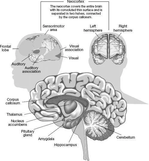 Physical layout of key regions of the brain The neocortex in different - фото 24