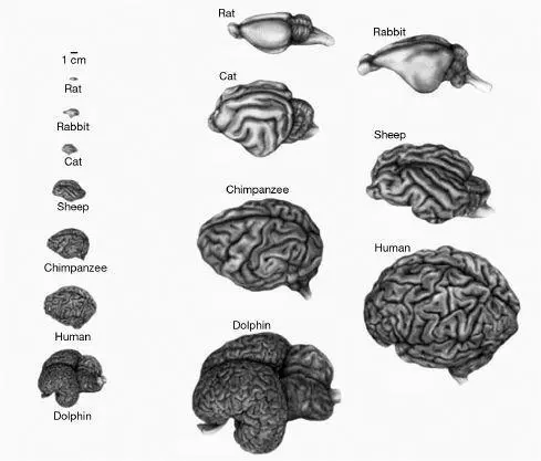 The neocortex in different mammals Suppose we have a blue gas in a jar When - фото 25