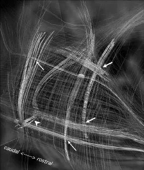 The highly regular grid structure of initial connections in the neocortex found - фото 26
