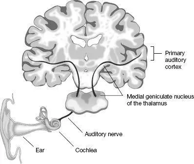 The auditory pathway in the brain Inputs from the body estimated at hundreds - фото 31