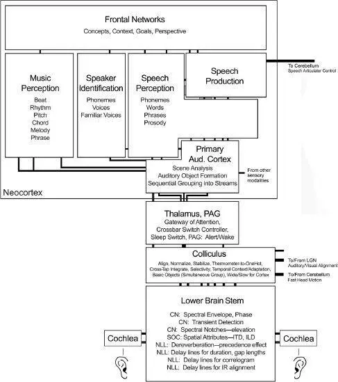 A simplified model of auditory processing in both the subcortical areas areas - фото 32