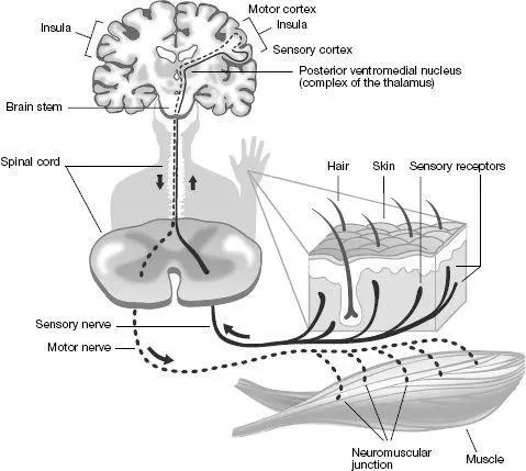 The sensorytouch pathway in the brain Among its other functions the thalamus - фото 33