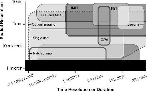 Tools for imaging the brain 20 MRI spatial resolution in microns 21 - фото 68