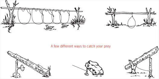 How to make a deadfall trap If you dont like the idea of using a snare where - фото 57
