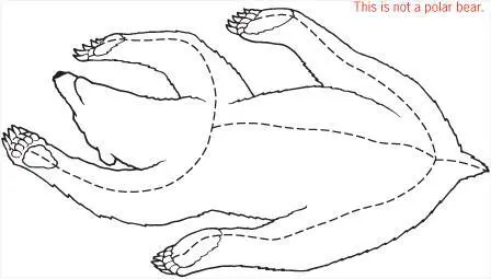 Insert your knife under the central cut between the fur and the skin then - фото 60