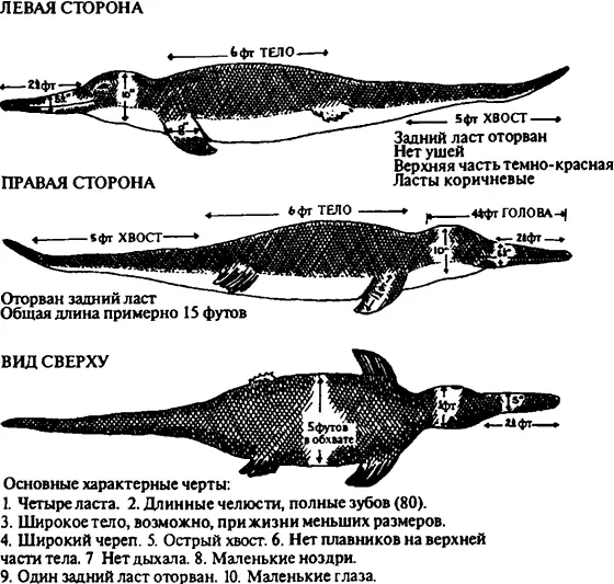 Клюворылый монстр из БунгалоБич Гамбия С рисунка Оуэна Бернхема Есть - фото 68