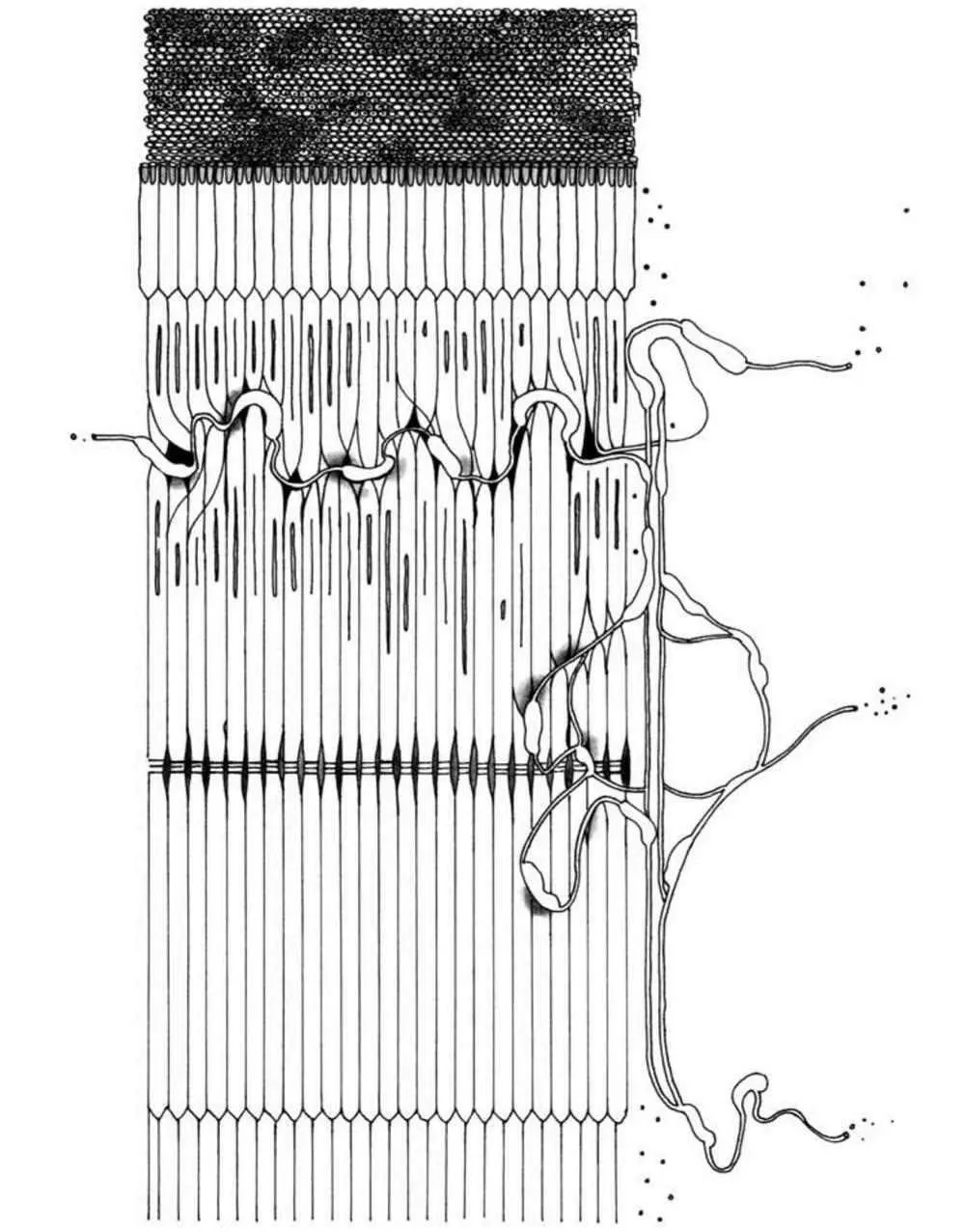 The automobile comprises the thin leaflike structure of elastic cartilage that - фото 78