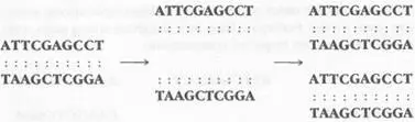 The two daughter strands are identical 10 the parent One third of the great - фото 5