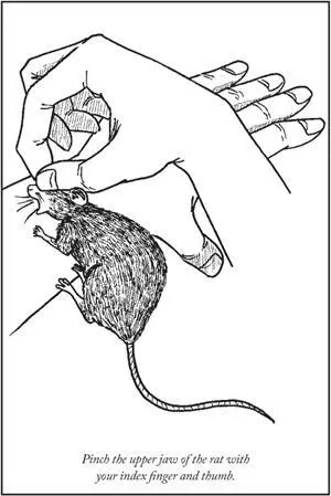 4 Dress the wound Clean the bite mark and any other parts of your body that - фото 14