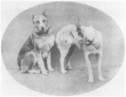 Nineteenthcentury German farm and herding dogs Top two smoothcoated - фото 2