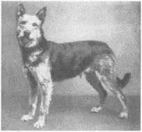 Nineteenthcentury German farm and herding dogs Top two smoothcoated - фото 3