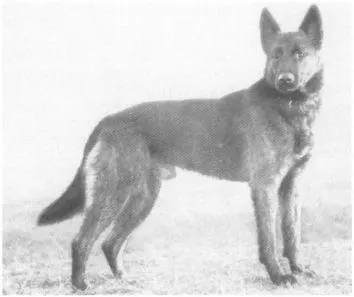 An early SVregistered German Shepherd Hussan v Mecklenburg a son of the - фото 4