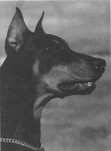 Doberman Pinscher Linda Tobiaszs Kristoff Giant Schnauzer Schutzhund I - фото 8