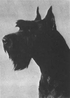 Giant Schnauzer German Shepherd Susan Barwigs V Ajax Schutzhund III - фото 9