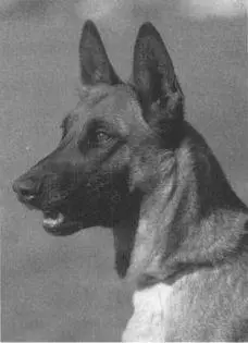 Belgian Malinois Charley Bartholomews Utha 2 Selecting the Schutzhund - фото 11