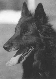 Belgian Groenandael Charley Bartholomews Gillian de Loup Noir Schutzhund - фото 13