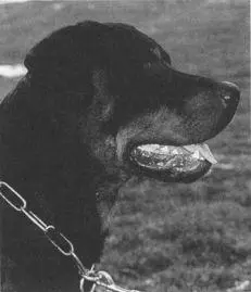 Rottweiler Kathy Jo Megans Diego Belgian Tervuren Boxer At one time - фото 14