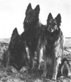 Belgian Tervuren Boxer At one time the Boxer was second in popularity only to - фото 15