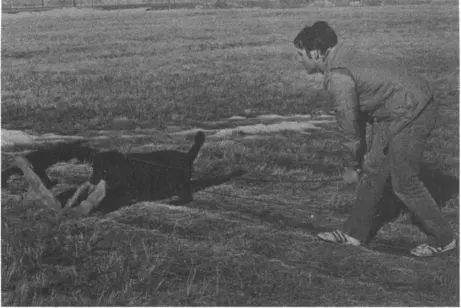 It is not the breed of the dog that is important it is character Many dogs of - фото 16