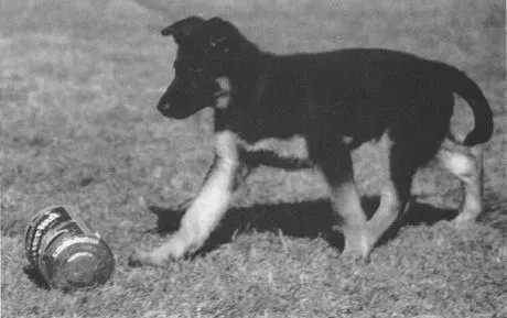 This puppy shows interest and moves to investigate a can filled with stones - фото 19