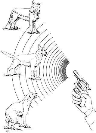 In response to a strong auditory stimulus a particular dog may react in an - фото 20