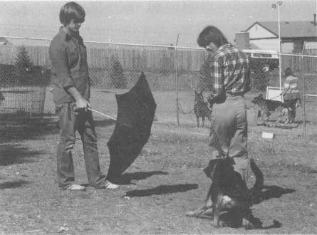 The umbrella test The tester opens an umbrella suddenly at an approaching dog - фото 21