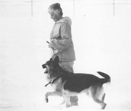 Mucke works happily for handler Barbara Valente because Barbara has taught - фото 24