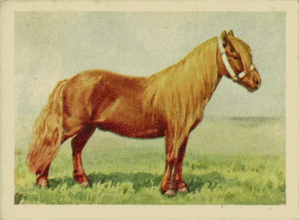 Шетландский пони Я изо всех сил буду стараться быть хорошим Бетти уверяет - фото 58