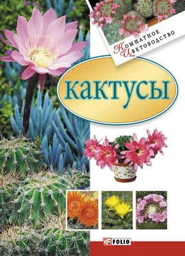 Мария Згурская Кактусы обложка книги