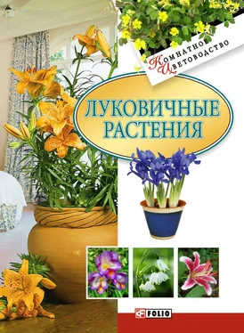 Татьяна Дорошенко Луковичные растения обложка книги