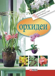 Мария Згурская - Орхидеи