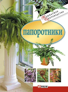 Сборник Папоротники обложка книги