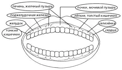 Массаж дёсен делается указательным и большим пальцами Захватывается участок - фото 12