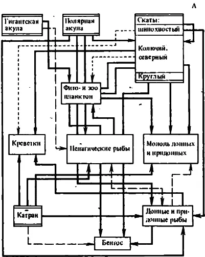 Рис 15 Трофическне связи в морях СССР и место в них хрящевых рыб А - фото 17