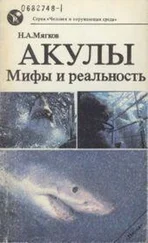 Николай Мягков - Акулы - Мифы и реальность