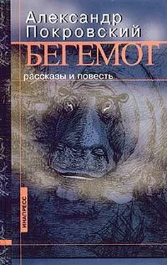 Александр Покровский Бегемот обложка книги