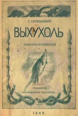Георгий Скребицкий Выхухоль обложка книги