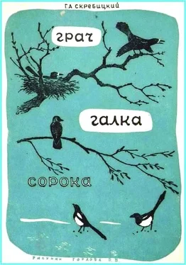 Георгий Скребицкий Грач. Галка. Сорока обложка книги