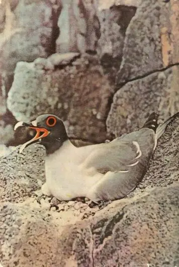 Литература Baut G On the Origin of the GalapagosIslands American - фото 85